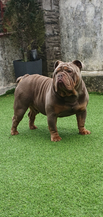 English bulldog