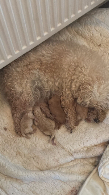 5 beautiful puppies looking for a loving forever home