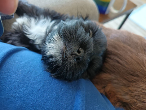 Beautiful little puppies