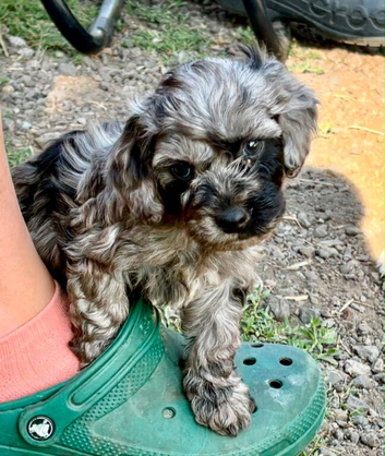 Beautiful cockapoo puppies for sale