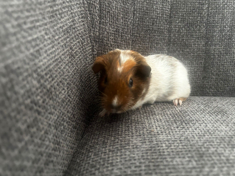 3 female guinea pig babies - if this ad is still up I will still have Guinea pigs available.
