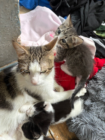 Beautiful kittens