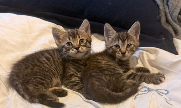 3 beautiful kittens looking for a home