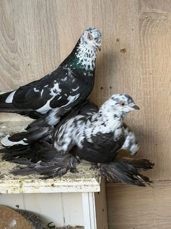 Fancy pigeons