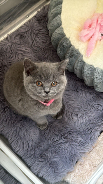 Pure breed bsh kittens