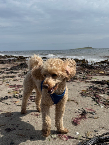 Apricot toy poodle