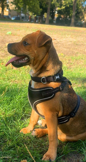 Adorable 5-Month-Old Jug Puppy (Pug x Jack Russell) Looking for a Loving Home