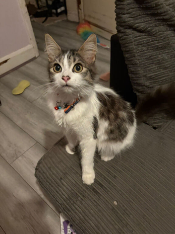 Male main coon