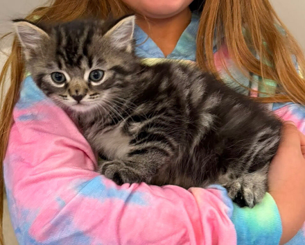Kittens ready now