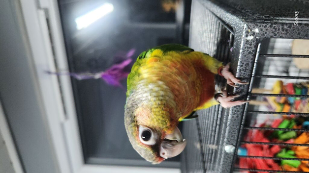Hand reared male greencheek conures ready to go