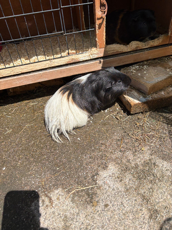 Black and white Guinea Pig