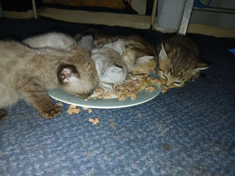 4female bengals looking for loving homes