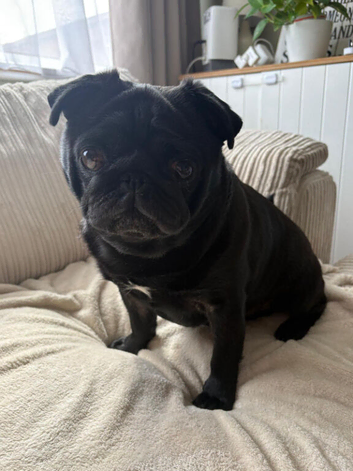 Beautiful black kc registered double curl tail pug for stud