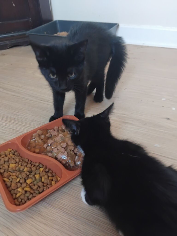10 weeks kittens
