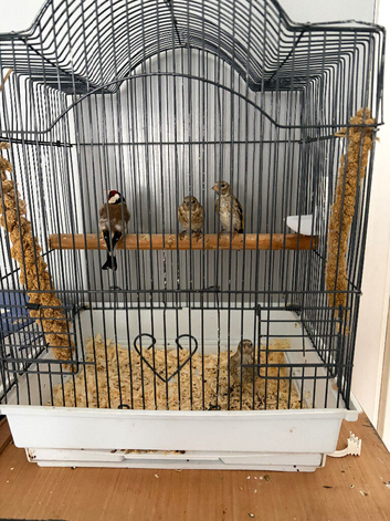 Gold finch cock forsale with grey plates