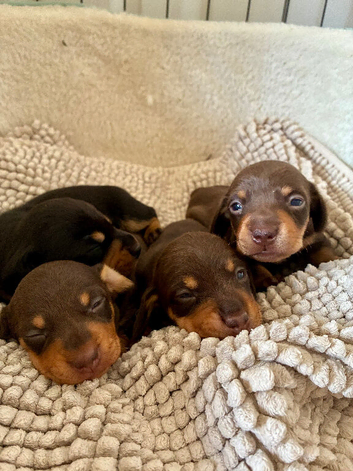 Beautiful Dachshund Puppies