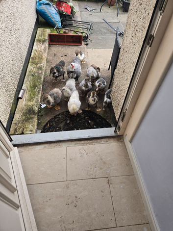This years birds
