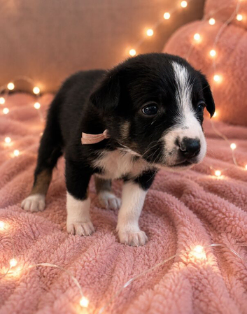 Meet your new best friend pure breed baby collies