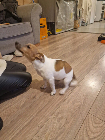 Jack russel