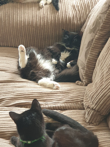 Black cat and Tuxcedo, turtle girl cat available now jun 26