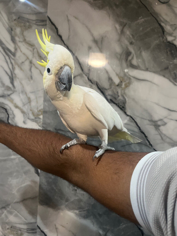 Male HandReared Super Affectionate Cuddly Tame Lesser Sulphur Crested Cockatoo Parrot,1
