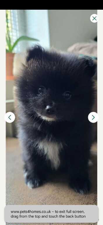 Black pomeranian