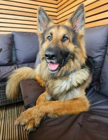 Proven KC registered German Shepherd Stud