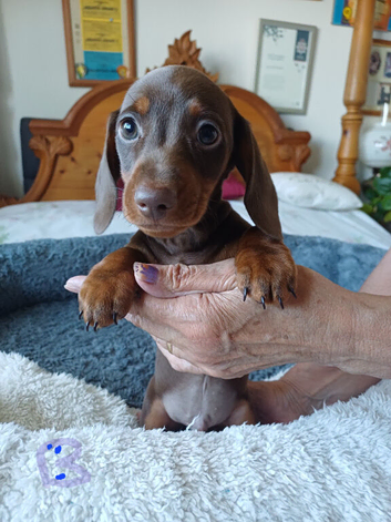 BEAUTIFUL DACHSHUND BABIES