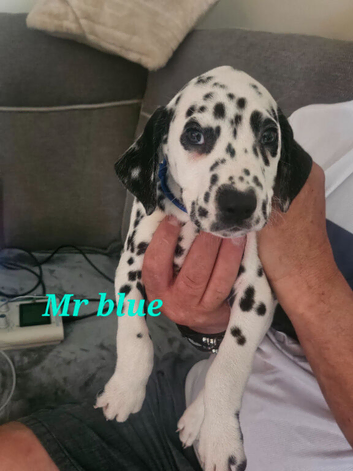 Ready now 8 week old dalmatian puppies