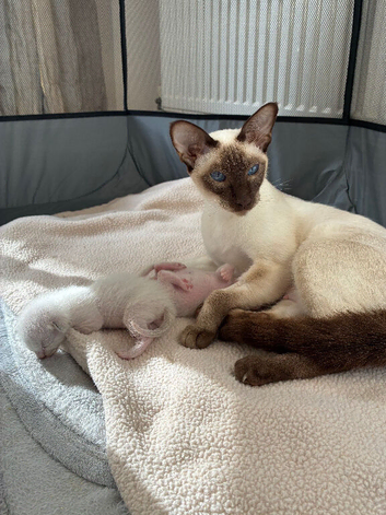 Beautiful Siamese Kittens - Perfect Christmas Edition