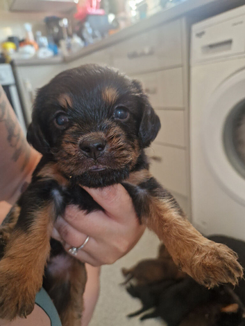 Beautiful Cavapoopugs