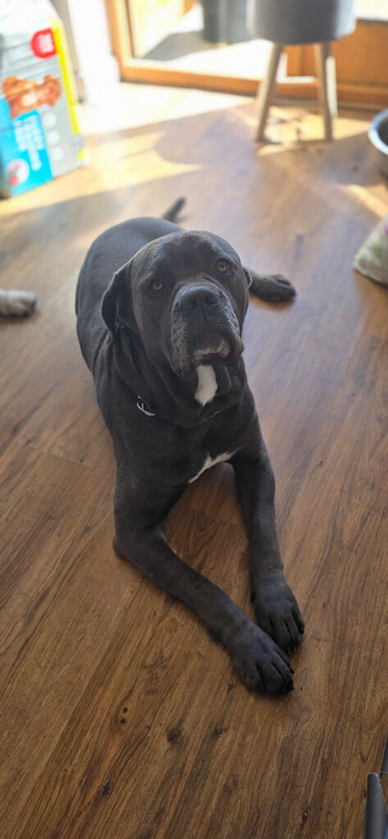 # **ELITE CANE CORSO LITTER: THE ULTIMATE FAMILY GUARDIANS**