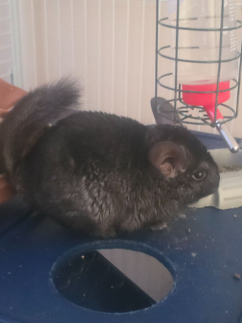 Chinchilla and cage