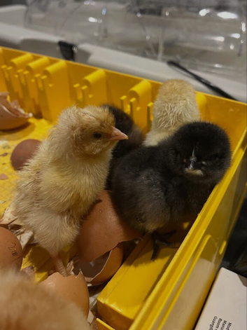 Hybrid chicks & runner ducklings