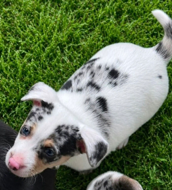 Jack Russel