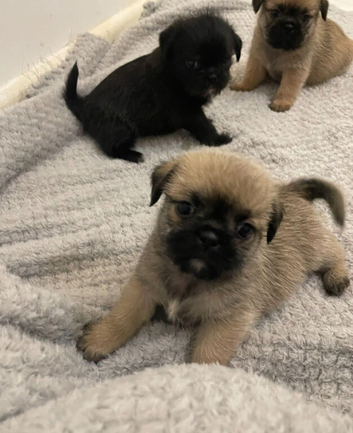 8 beautiful shih-tzu pups