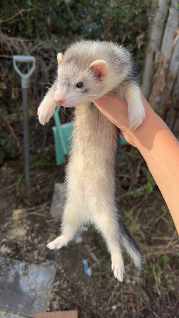 Ferrets