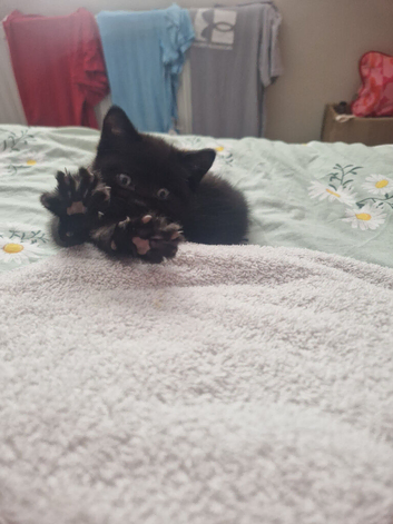 6 beautiful kittens READY NOW