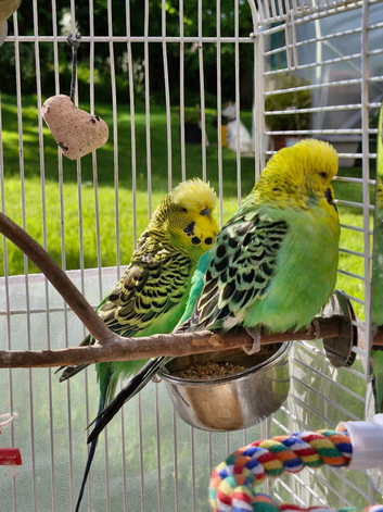 Two male budgies for rehoming