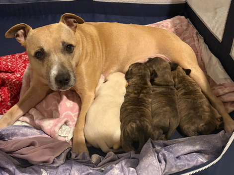 1 male puppy for sale