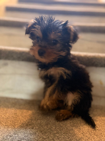 Yorkshire Terrier Puppy BOY