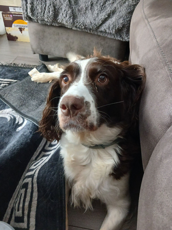 Springer spaniel pups