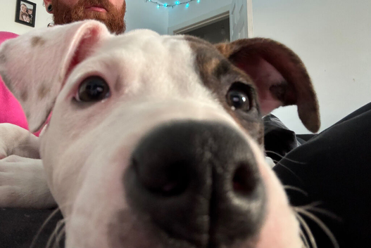 Urgently Looking for her forever home