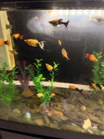 Fish free to collect