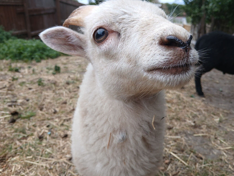 Registered Pedigree Ouessant wether and ram lamb