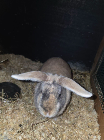 Newborns and dwarf lop rabbits