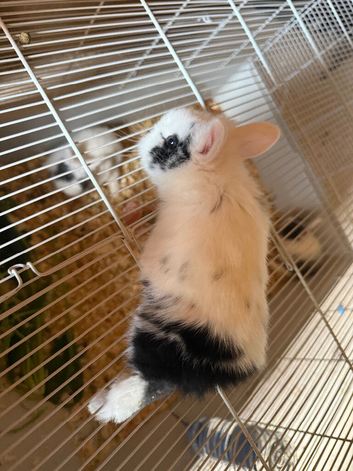Rabbits for sale