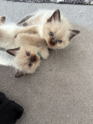 Pure Ragdoll kittens ready for forever home