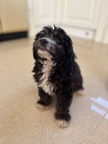 Male jackapoo looking for a forever home in Evesham