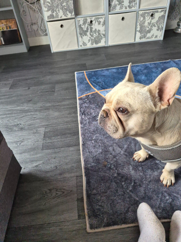 Frenchie